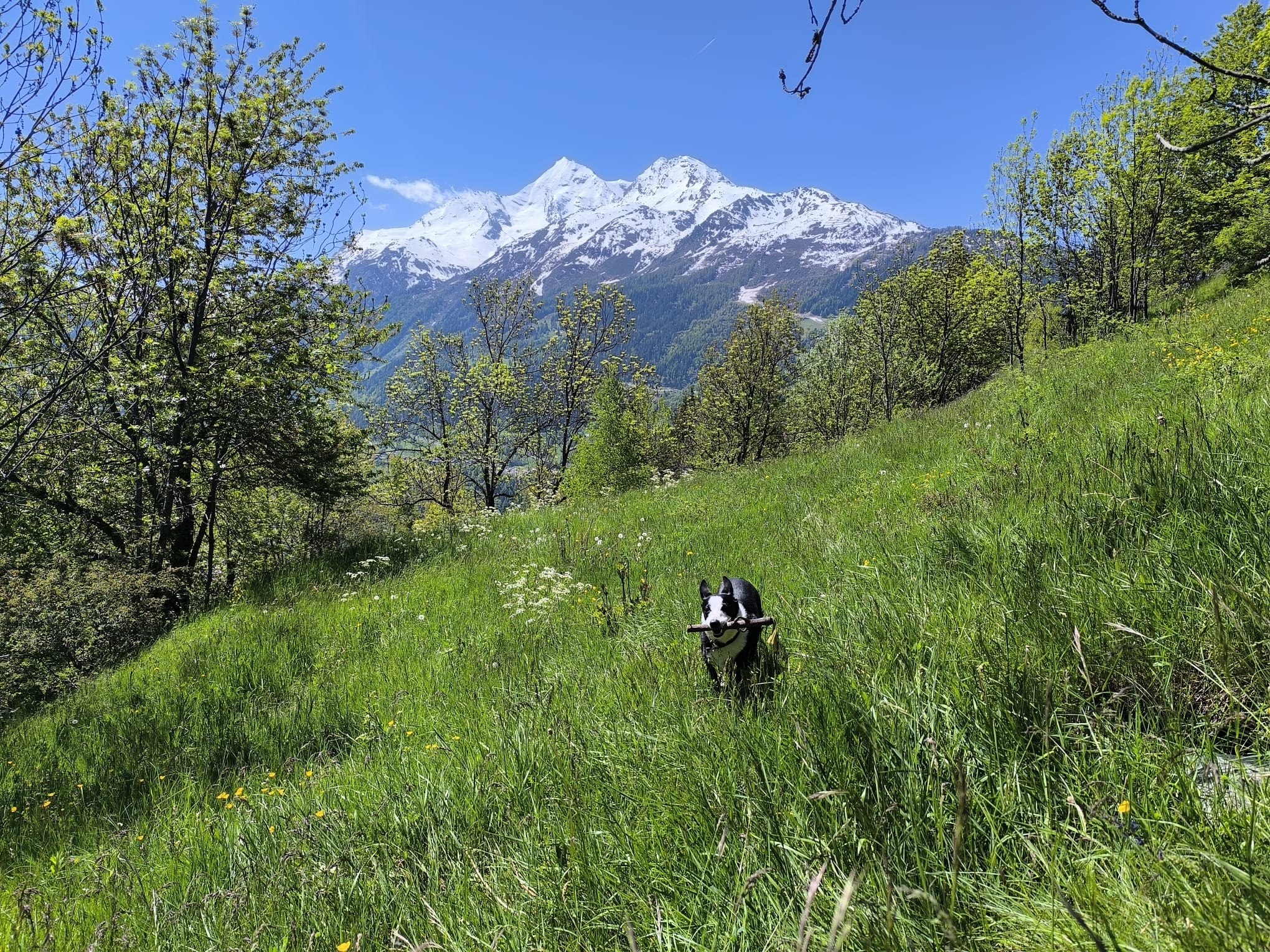 A dog carrying a stick through a mountain meadow, photographed by Myrte