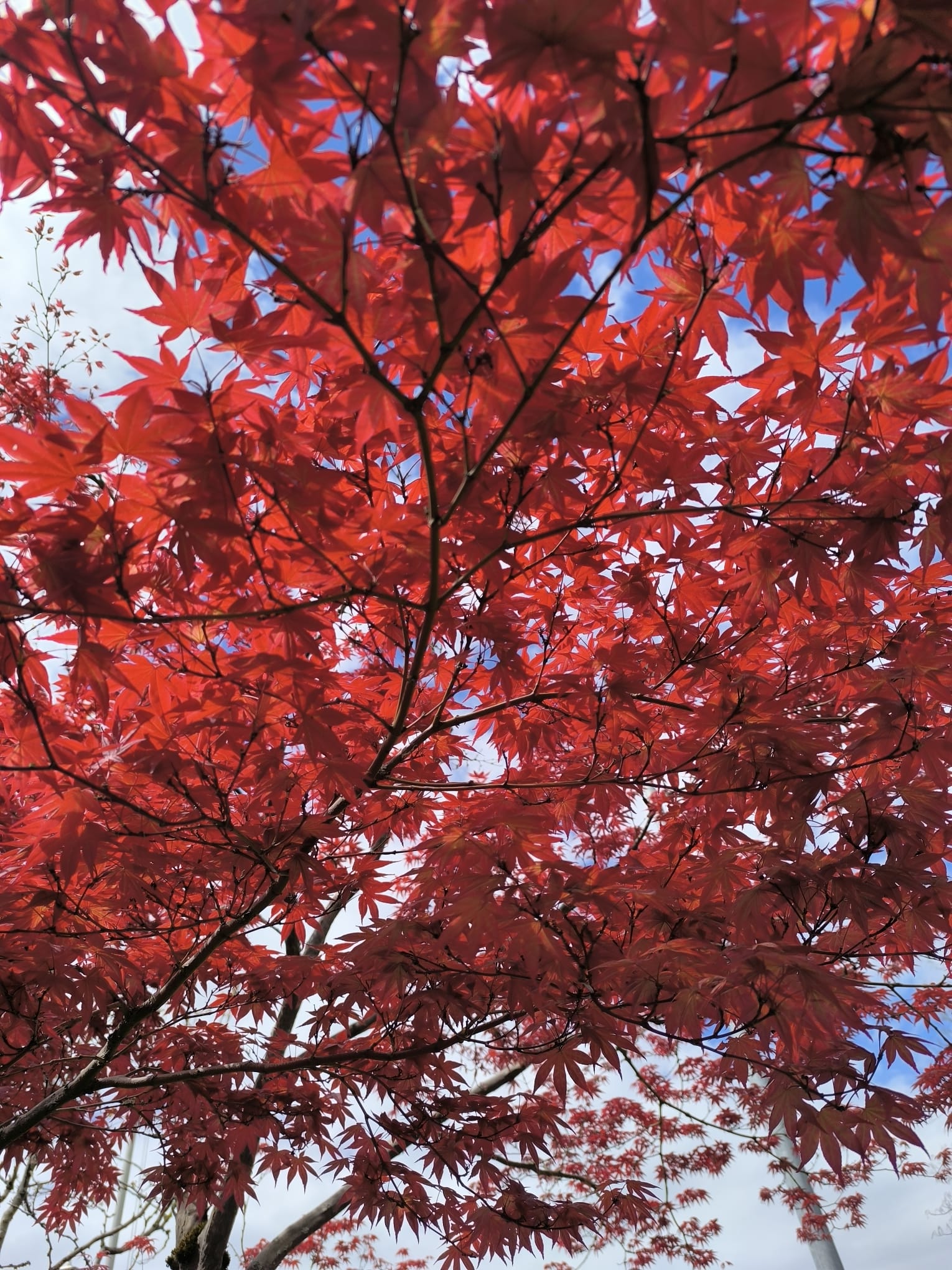 A canopy of red maple leaves, photographed by Myrte