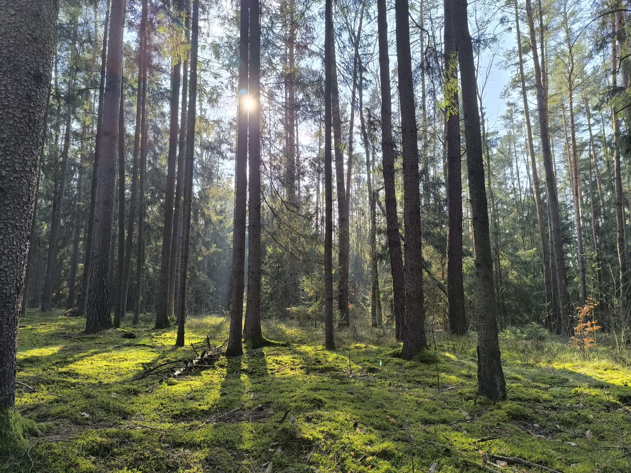Sunlight finding its way through a quiet forest, photographed by Myrte