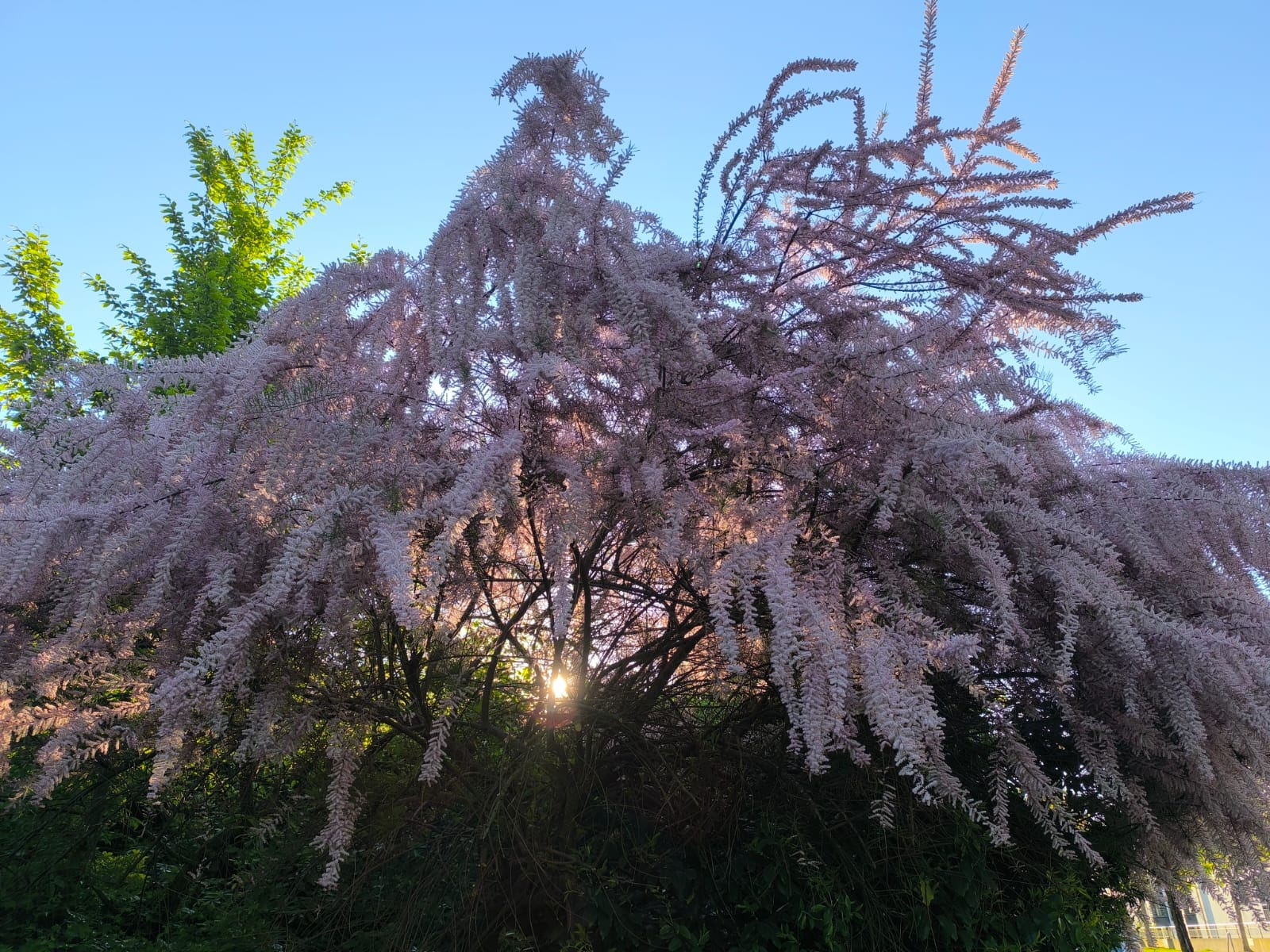 Sunlight glowing through pale wisteria, photographed by Myrte